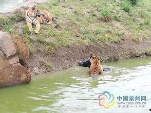 今日动物爆料最新消息新闻,最新奇特的动物新闻盘点  第3张